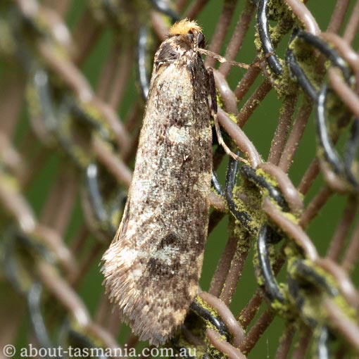 Lepidoscia sp., Tasmania, moth