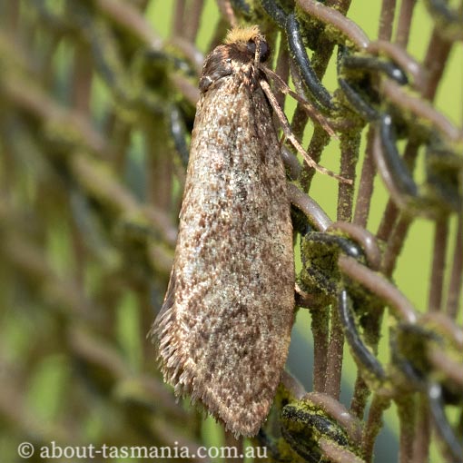 Lepidoscia sp., Tasmania, moth