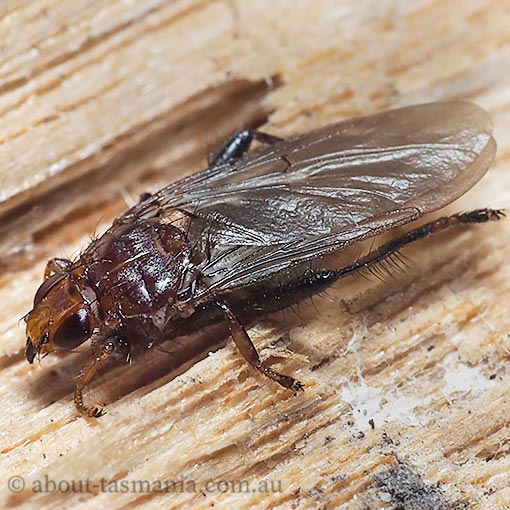 Wallaby louse fly, Ortholfersia sp., Hippoboscidae, Tasmania