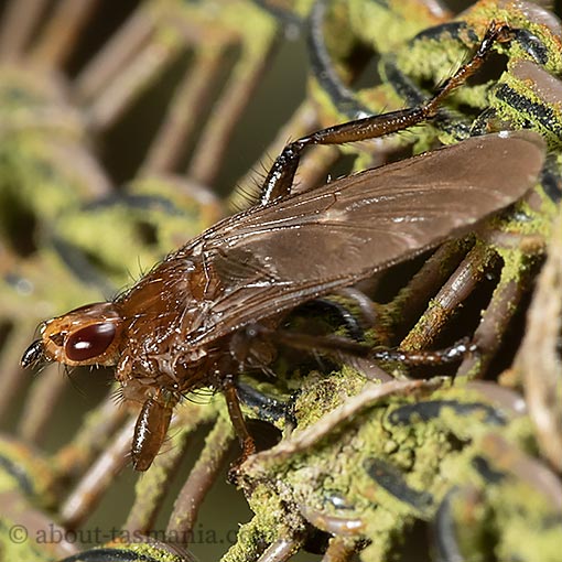 Wallaby louse fly, Ortholfersia sp., Hippoboscidae, Tasmania