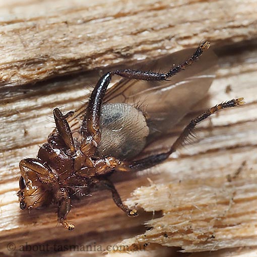 Wallaby louse fly, Ortholfersia sp., Hippoboscidae, Tasmania