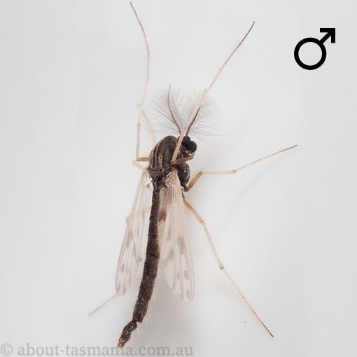 Polypedilum nubiferum, Tasmania