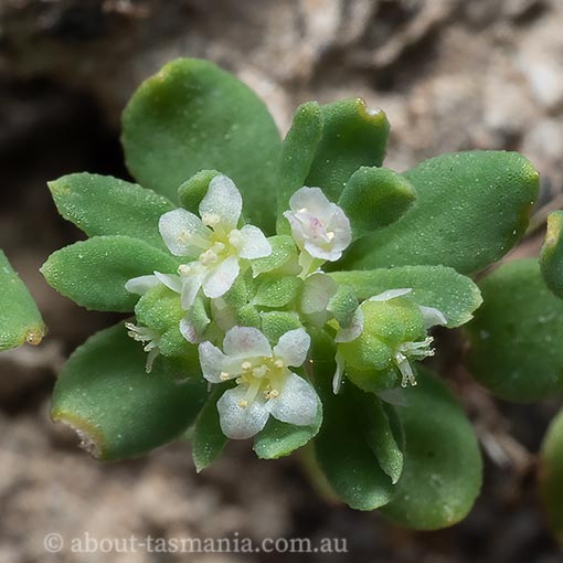 Poranthera microphylla, Tasmania, flora