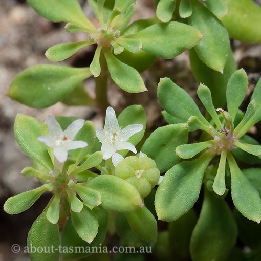Poranthera microphylla, Tasmania, flora