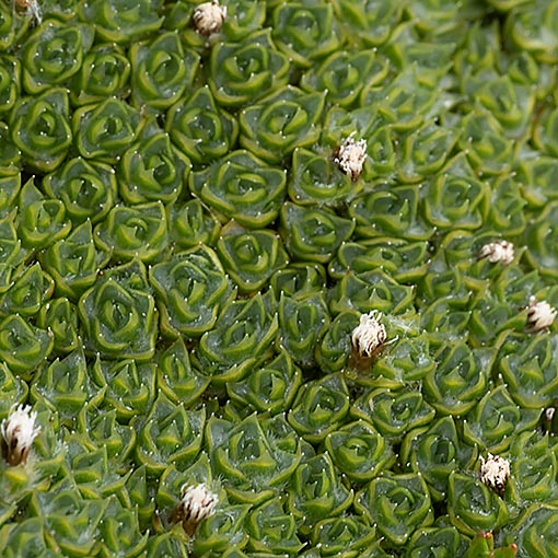Pterygopappus lawrencei, Tasmania