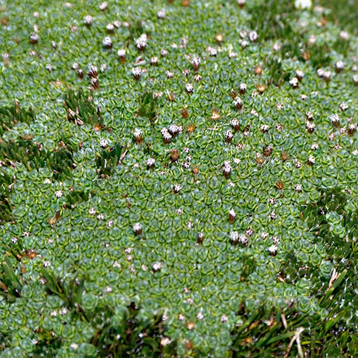 Pterygopappus lawrencei, Tasmania