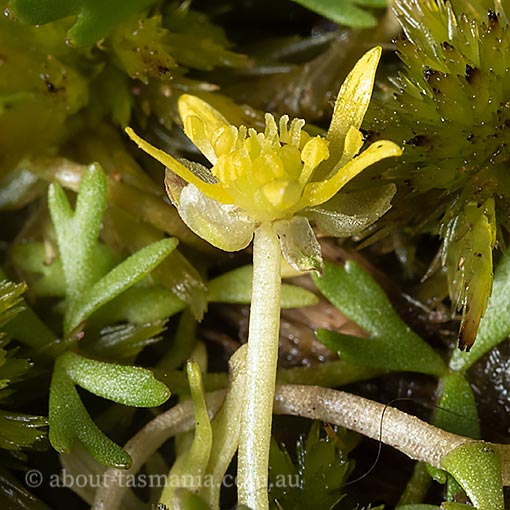 Ranunculus amphitrichus, Tasmania