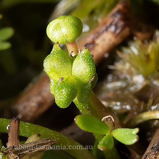 Ranunculus amphitrichus, Tasmania