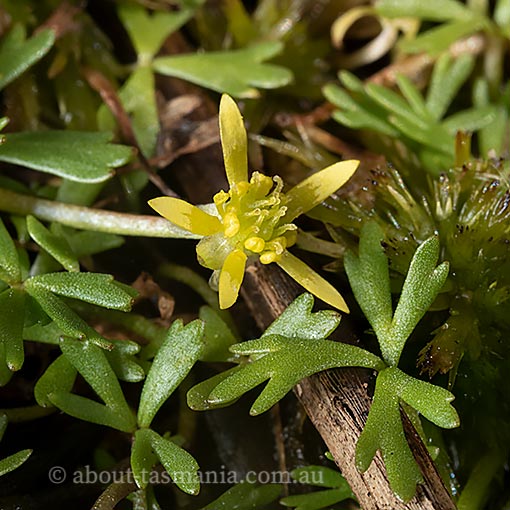 Ranunculus amphitrichus, Tasmania