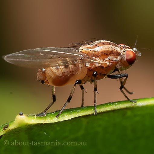 Sapromyza brunneovittata, Lauxaniidae, fly, Tasmania