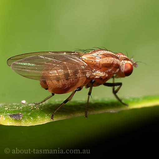 Sapromyza brunneovittata, Lauxaniidae, fly, Tasmania