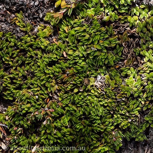 Schizacme archeri, cushion mitrewort, Tasmania