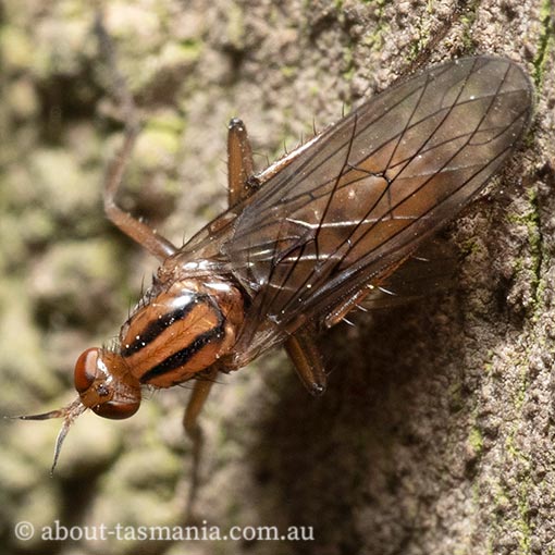 Empis sp., Empididae, Tasmania, fly