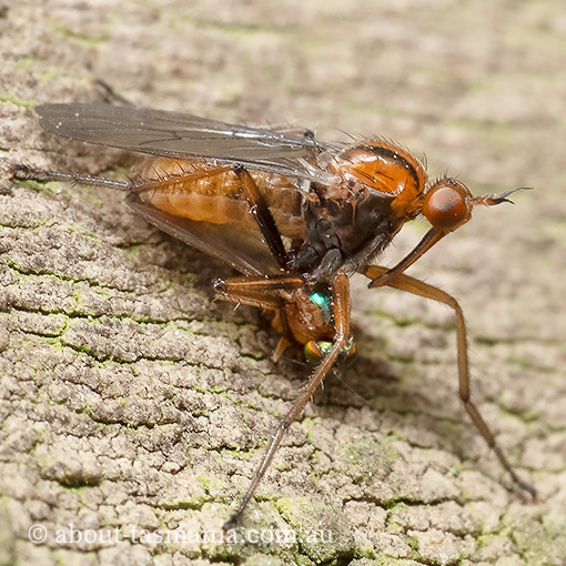 Empis sp., Empididae, Tasmania, fly