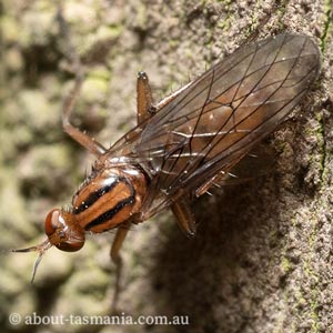 Empis sp.