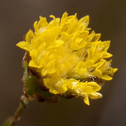 Leptorhynchos nitidulus, Tasmania, flora