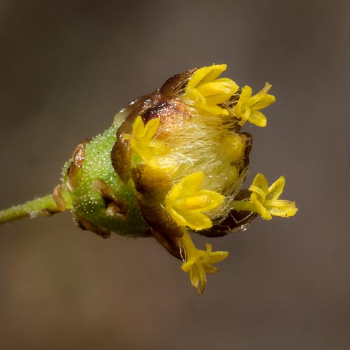 Leptorhynchos nitidulus, Tasmania, flora