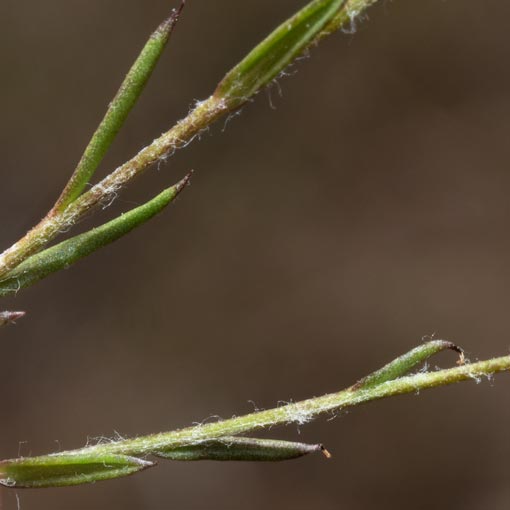 Leptorhynchos Nitidulus 