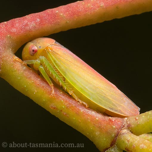 Austroagalloides rosea, planthopper, bug, Tasmania