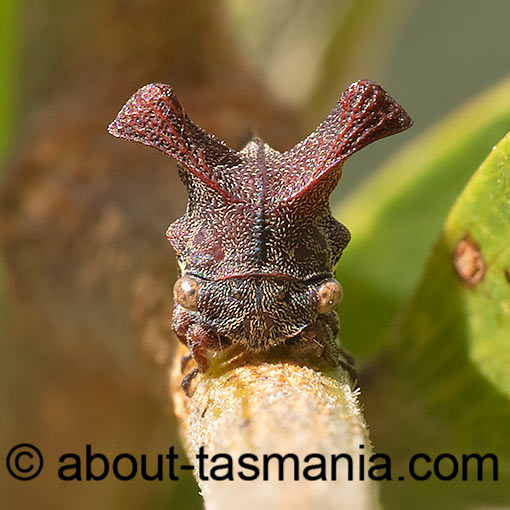 Ceraon tasmaniae, Horned Treehopper, bug, Tasmania