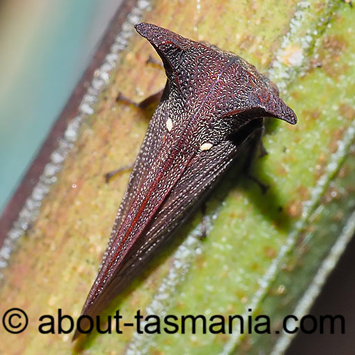Ceraon tasmaniae, Horned Treehopper, bug, Tasmania
