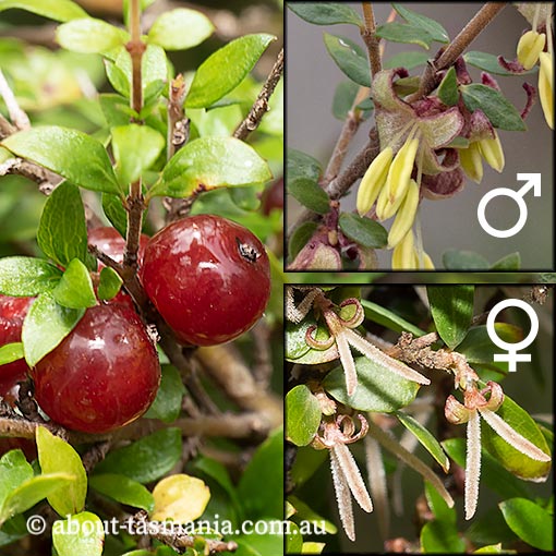 Coprosma quadrifida, native currant, prickly currant, Tasmania