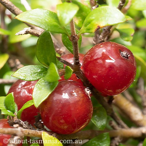 Coprosma quadrifida, native currant, prickly currant, Tasmania