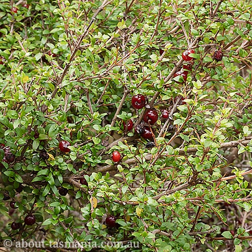 Coprosma quadrifida, native currant, prickly currant, Tasmania