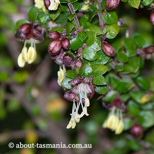 Coprosma quadrifida, native currant, Tasmania