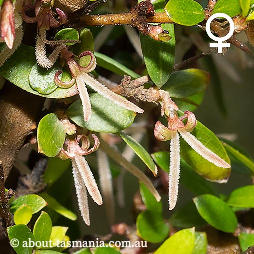 Coprosma quadrifida, native currant, Tasmania
