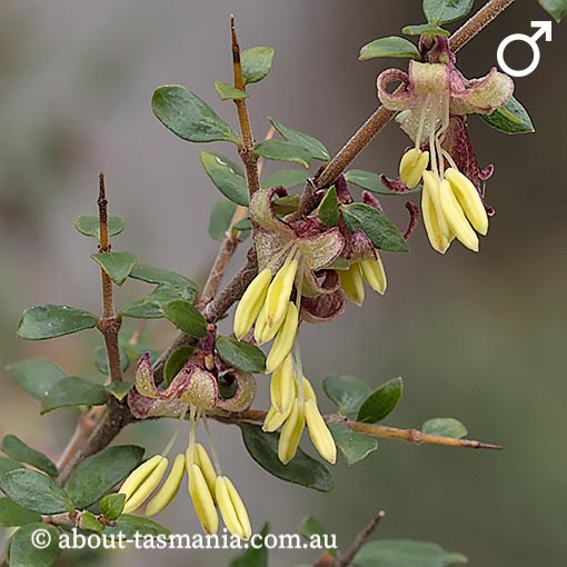 Coprosma quadrifida, native currant, prickly currant, Tasmania
