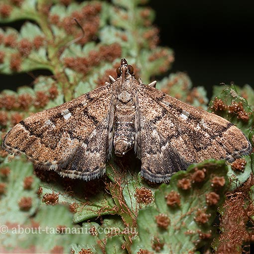 Nacoleia rhoeoalis, Crambidae,‎ Tasmania, moth