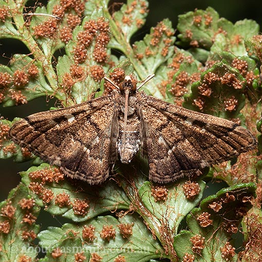 Nacoleia rhoeoalis, Crambidae,‎ Tasmania, moth