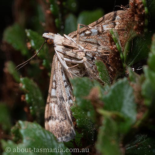 Nacoleia rhoeoalis, Crambidae,‎ Tasmania, moth