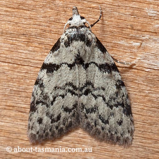 Nola melanogramma, Nolidae, Tasmania, moth