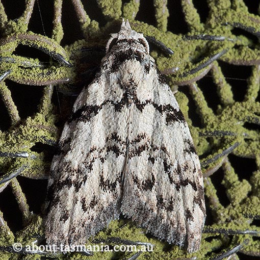 Nola melanogramma, Nolidae, Tasmania, moth