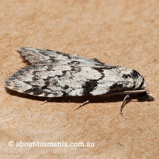 Nola melanogramma, Nolidae, Tasmania, moth