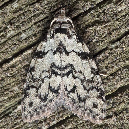 Nola melanogramma, Nolidae, Tasmania, moth