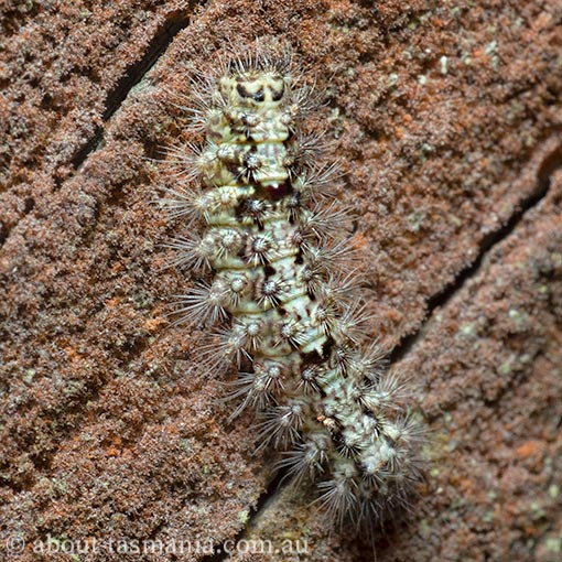 Nola melanogramma caterpillar