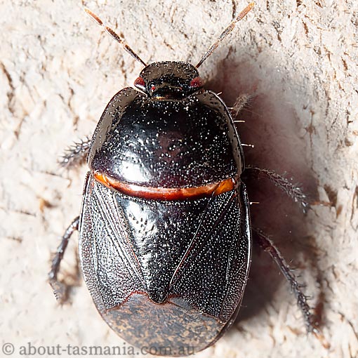 Adrisa sepulchralis, Tasmania