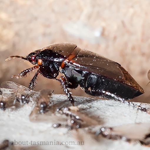 Adrisa sepulchralis, Tasmania