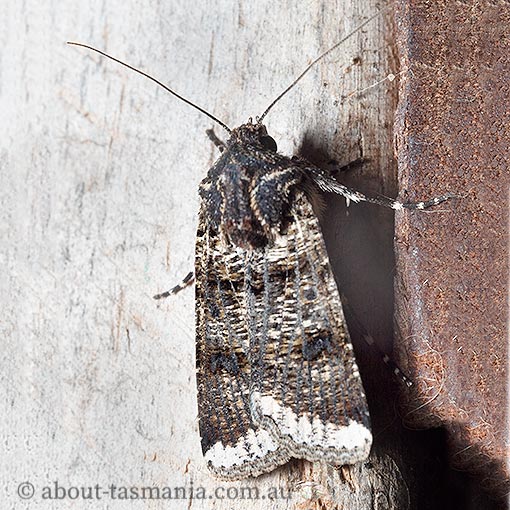 Agrotis porphyricollis, Noctuidae, moth, Tasmania