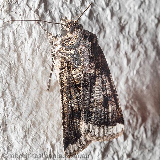 Agrotis porphyricollis, Noctuidae, moth, Tasmania