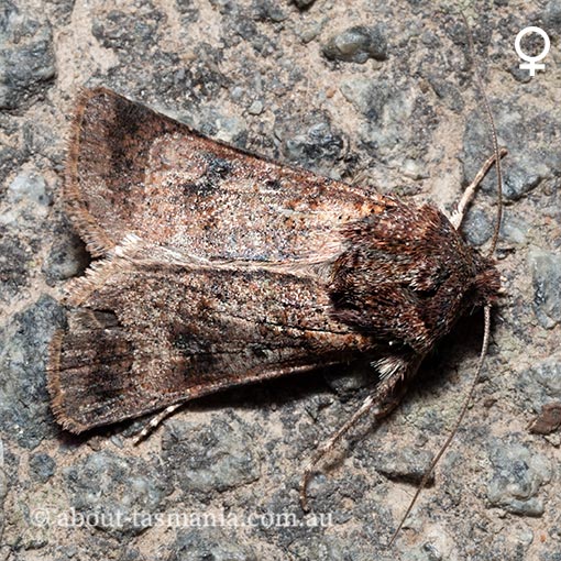 Agrotis porphyricollis, Noctuidae, moth, Tasmania