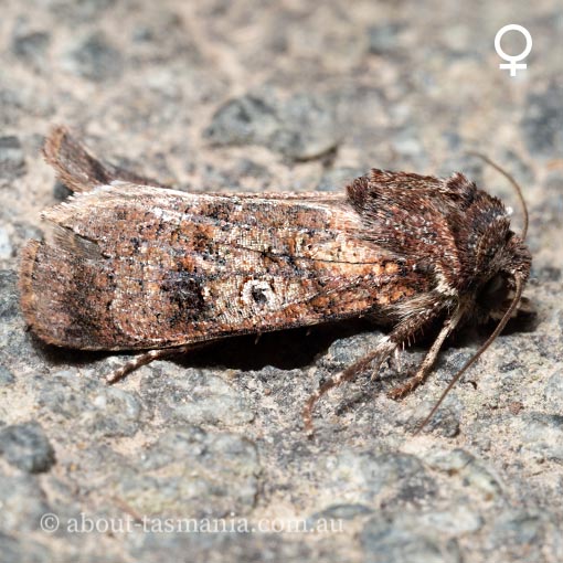 Agrotis porphyricollis, Noctuidae, moth, Tasmania