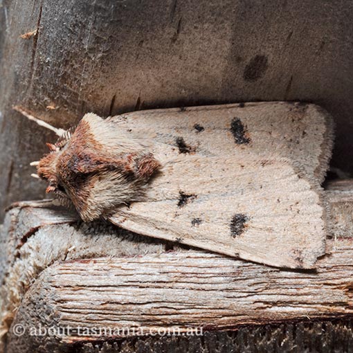 Agrotis porphyricollis, Noctuidae, moth, Tasmania