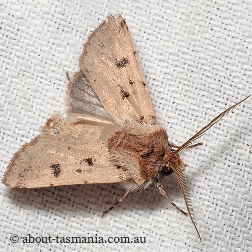 Agrotis porphyricollis, Noctuidae, moth, Tasmania