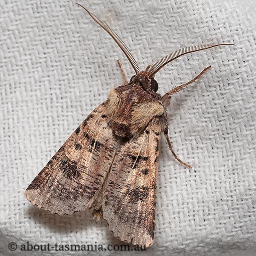 Agrotis porphyricollis, Noctuidae, moth, Tasmania