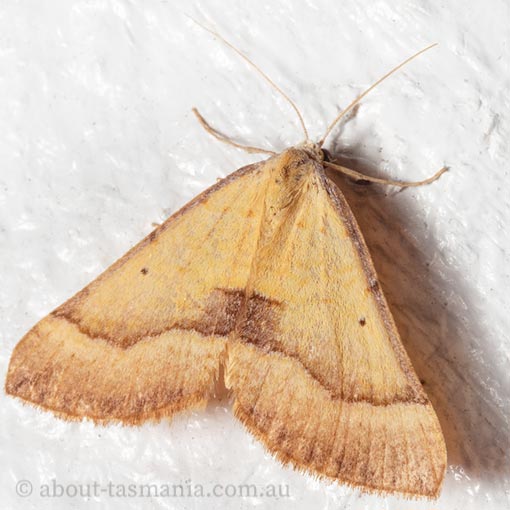 Anachloris subochraria, golden grass carpet, Geometridae, Tasmania, moth