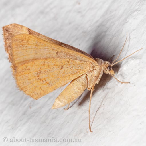 Anachloris subochraria, golden grass carpet, Geometridae, Tasmania, moth